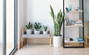 The Snake Plants The Snake Plants